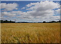 Barley fields by Wester Lovat