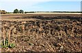 Field by Three Houses Lane, Codicote