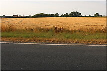 TF5013 : Field by Lynn Road, Walton Highway by David Howard