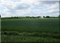 Irrigating a wheat field near Little London