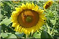 Sunflowers near Crab Tree Farm