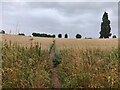 Path across farmland