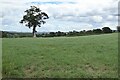 Tree in farmland