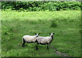 Black bellied sheep, Llanystumdwy