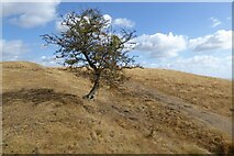 SO7639 : Hawthorn tree on Hangman's Hill by Philip Halling