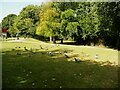 Pigeons in the park, Lindley