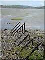 Remains of wooden stakes on the shoreline