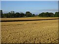 Partially harvested field