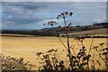 Chapel Hill Farm near Cockburnspath