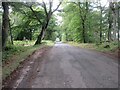 Road through Maules Wood