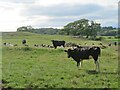 Cattle near Netherthird