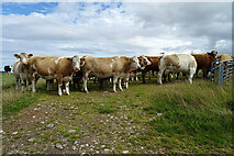 NJ4459 : Inquisitive Cattle by Anne Burgess