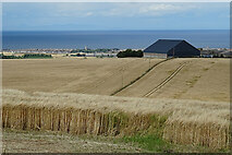NJ4460 : Fields of Barley by Anne Burgess