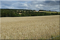 NJ4461 : Barley near Greenbank by Anne Burgess