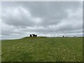 Mellor ROC post and friendly cow