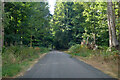 Road towards Rushford through woodland