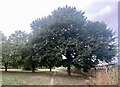 Path through sycamore trees