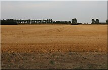 TF4512 : Field by Sutton Road, Leverington by David Howard