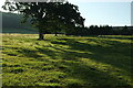 Sheep, Storridge Farm