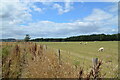 Shorn sheep in field on northern boundary of Hixon Airfield, Staffordshire