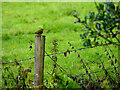 Robin on a post, Mullanatoomog