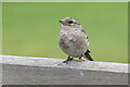 Female Chaffinch (Fringilla coelebs), Brecon Beacons Visitor Centre, Libanus