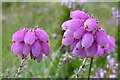 Cross-leaved Heath (Erica tetralix)