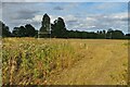 Footpath out on to the rugby field