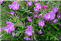 Great Willowherb (Epilobium hirsutum)