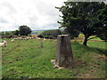 Piler triongli wrth ochr llwybr / A triangulation pillar alongside a path