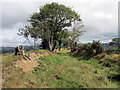 Llwybr Cae Gwyn / Cae Gwyn path