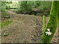 Bracket fungus in White Hough Plantation