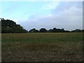 Farmland off School Road, Kelvedon Hatch