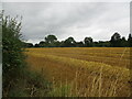 Harvested field near Rhyse Farm