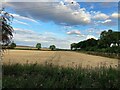 Crop Field near Bilsthorpe