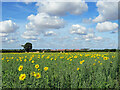 TL5050 : Sunflowers, sky and the new edge of Sawston by John Sutton