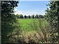 Vegetable Crop Field near Bilsthorpe