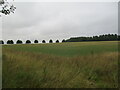 Grass field near Farmington