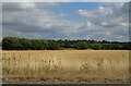 Stubble field near Warner