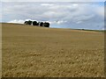 NT4850 : Barley on Collie Law by Richard Webb