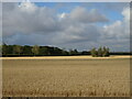 TQ6383 : Stubble field off Parker's Farm Road by JThomas