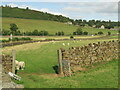 Cononley - Sheep Pasture