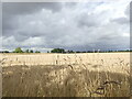 TG2524 : Arable view with ominous black clouds by David Pashley