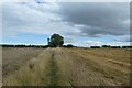 NZ1722 : Fields near Hilton by DS Pugh