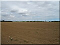 Field near Great Wakering