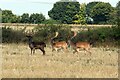 Three fallow deer stags