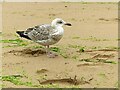 Seagull on the tide line