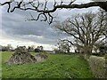 Bare branches and dead wood near Grove Farm