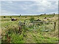 Cattle grazing