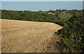 Field near Collaford Wood